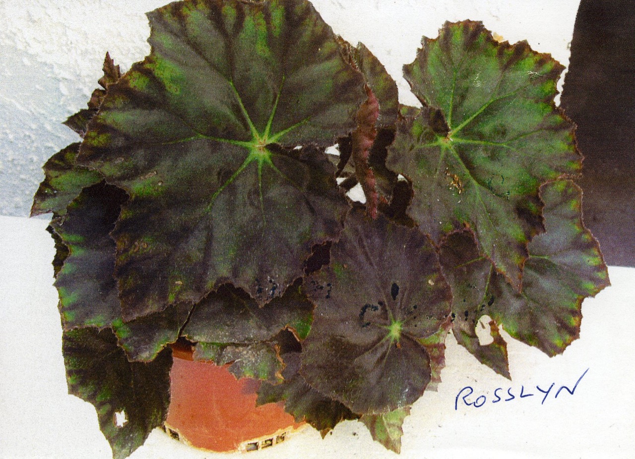 B. ‘Rosslyn’